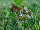 Warsztaty "Fairy garden" Warsztaty "Fairy garden"