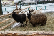 Beskidzkie Boże Narodzenie 2013 r. Beskidzkie Boże Narodzenie 2013 r.