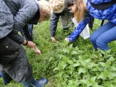 Dzikie rośliny jadalne Dzikie rośliny jadalne
