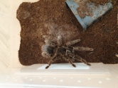Wystawa ptaków egzotycznych i terrarystyki Wystawa ptaków egzotycznych i terrarystyki