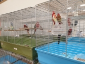 Wystawa ptaków egzotycznych i terrarystyki Wystawa ptaków egzotycznych i terrarystyki
