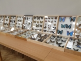 Wystawa ptaków egzotycznych i terrarystyki Wystawa ptaków egzotycznych i terrarystyki
