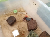 Wystawa ptaków egzotycznych i terrarystyki Wystawa ptaków egzotycznych i terrarystyki