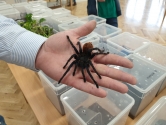 Wystawa ptaków egzotycznych i terrarystyki Wystawa ptaków egzotycznych i terrarystyki