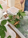 Wystawa ptaków egzotycznych i terrarystyki Wystawa ptaków egzotycznych i terrarystyki