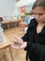 Wystawa ptaków egzotycznych i terrarystyki Wystawa ptaków egzotycznych i terrarystyki